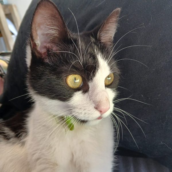 Black and white cat with green eyes